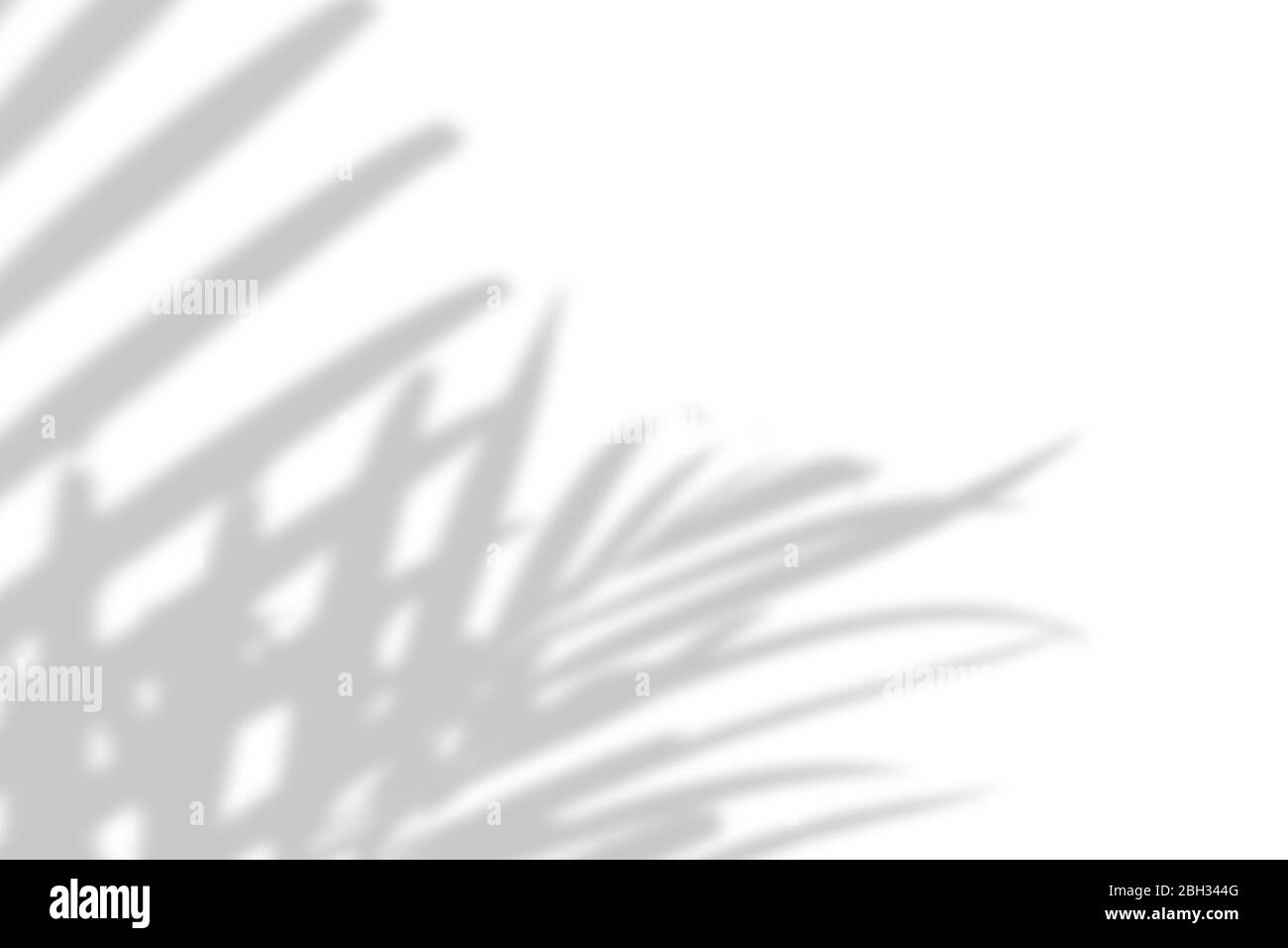 gray shadow of the palm leaves on a white wall Stock Photo - Alamy