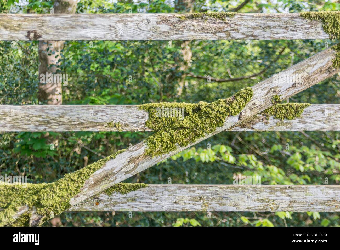 Old wooden farm gate with moss covered strengthening cross brace.Metaphor 'seen better days', a forgotten corner. Monochrome version avail. 2BH3468. Stock Photo