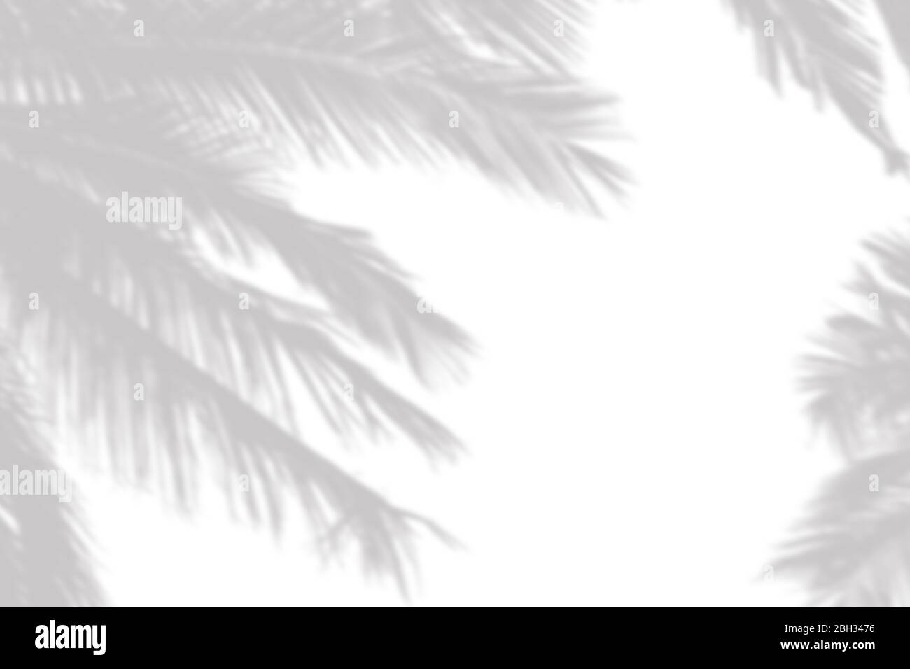 gray shadow of the palm leaves on a white wall Stock Photo - Alamy
