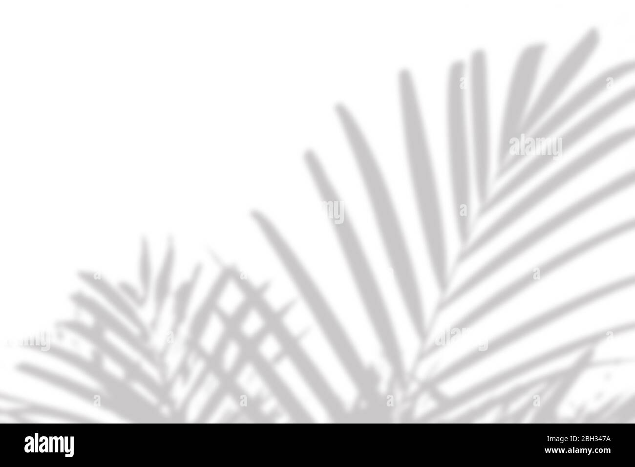 gray shadow of the palm leaves on a white wall Stock Photo - Alamy