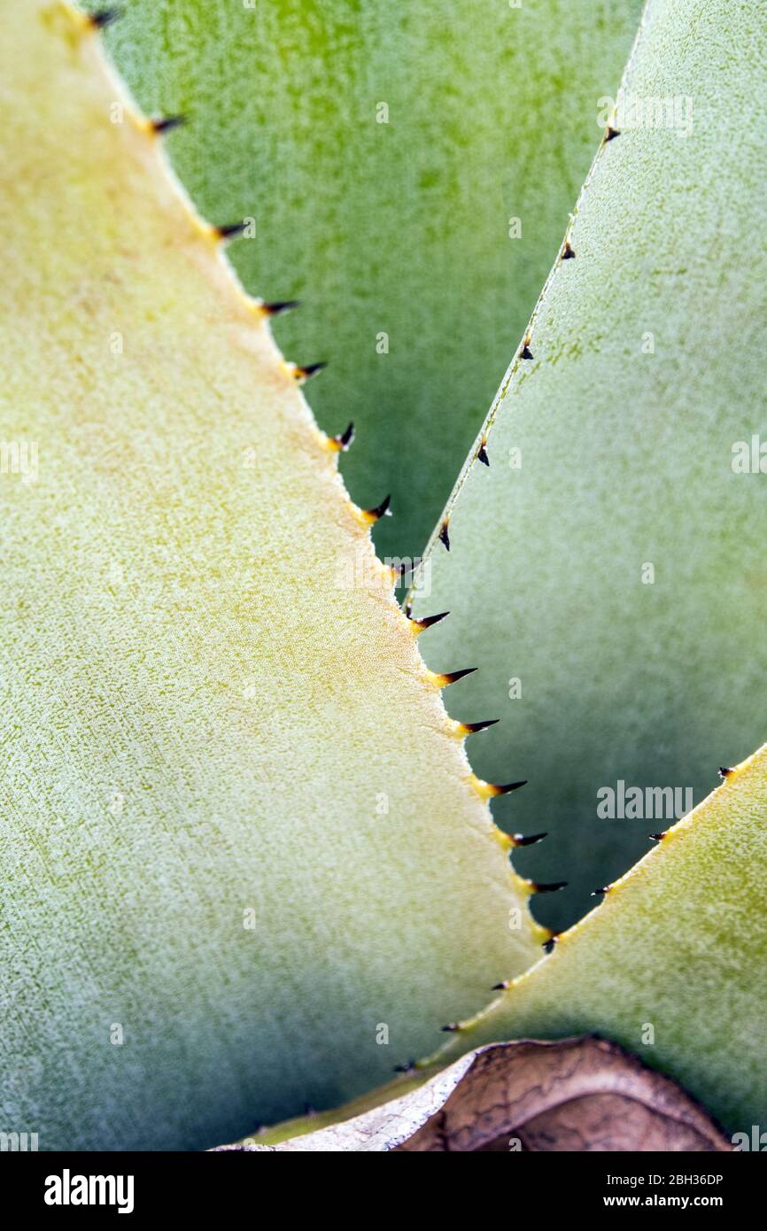 Detail texture and thorns at the edge of the Bromeliad leaves Stock Photo