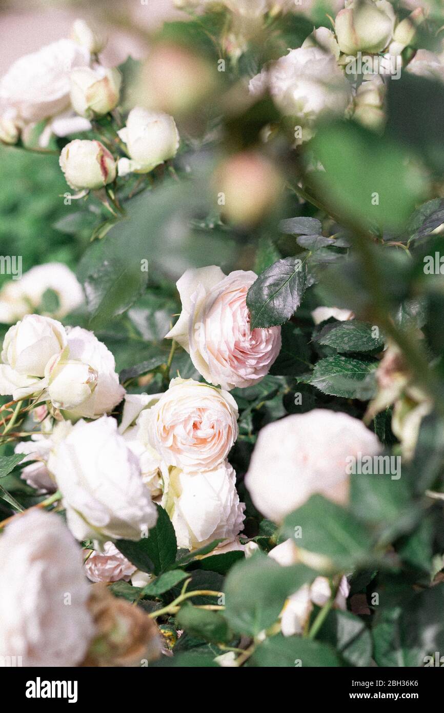 Pink white roses hi-res stock photography and images - Alamy