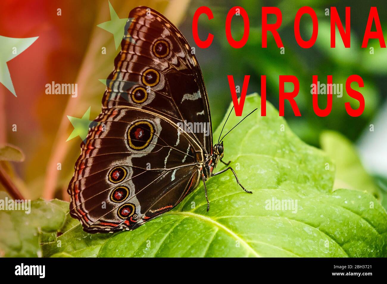 concept image butterfly - CORONA VIRUS. Medical Concept. Stock Photo