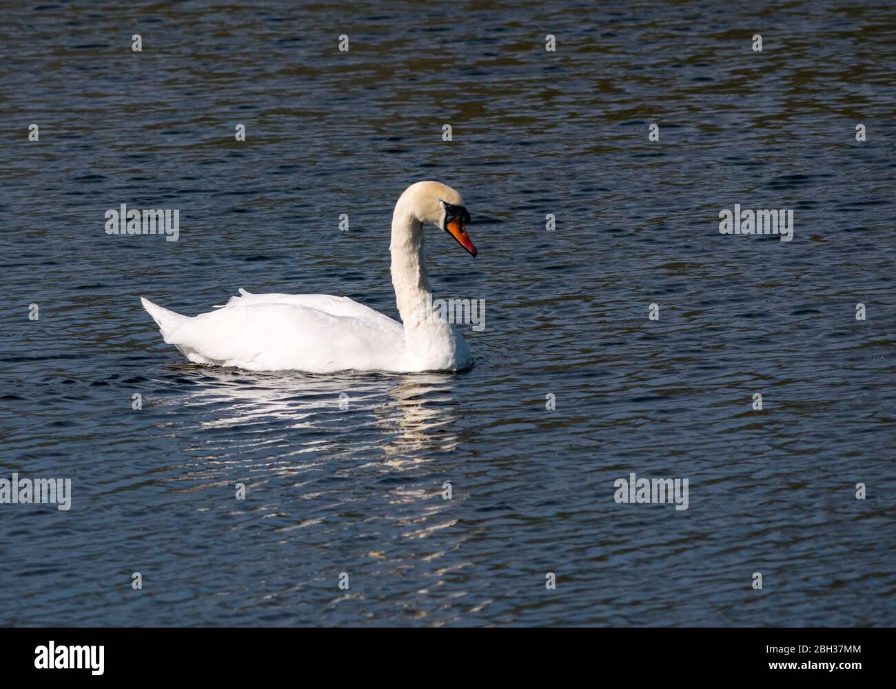 East Lothian, Scotland, United Kingdom, 23rd April 220. UK Weather: A male swan keeps watch in a reservoir while his partner  sits on a nest Stock Photo