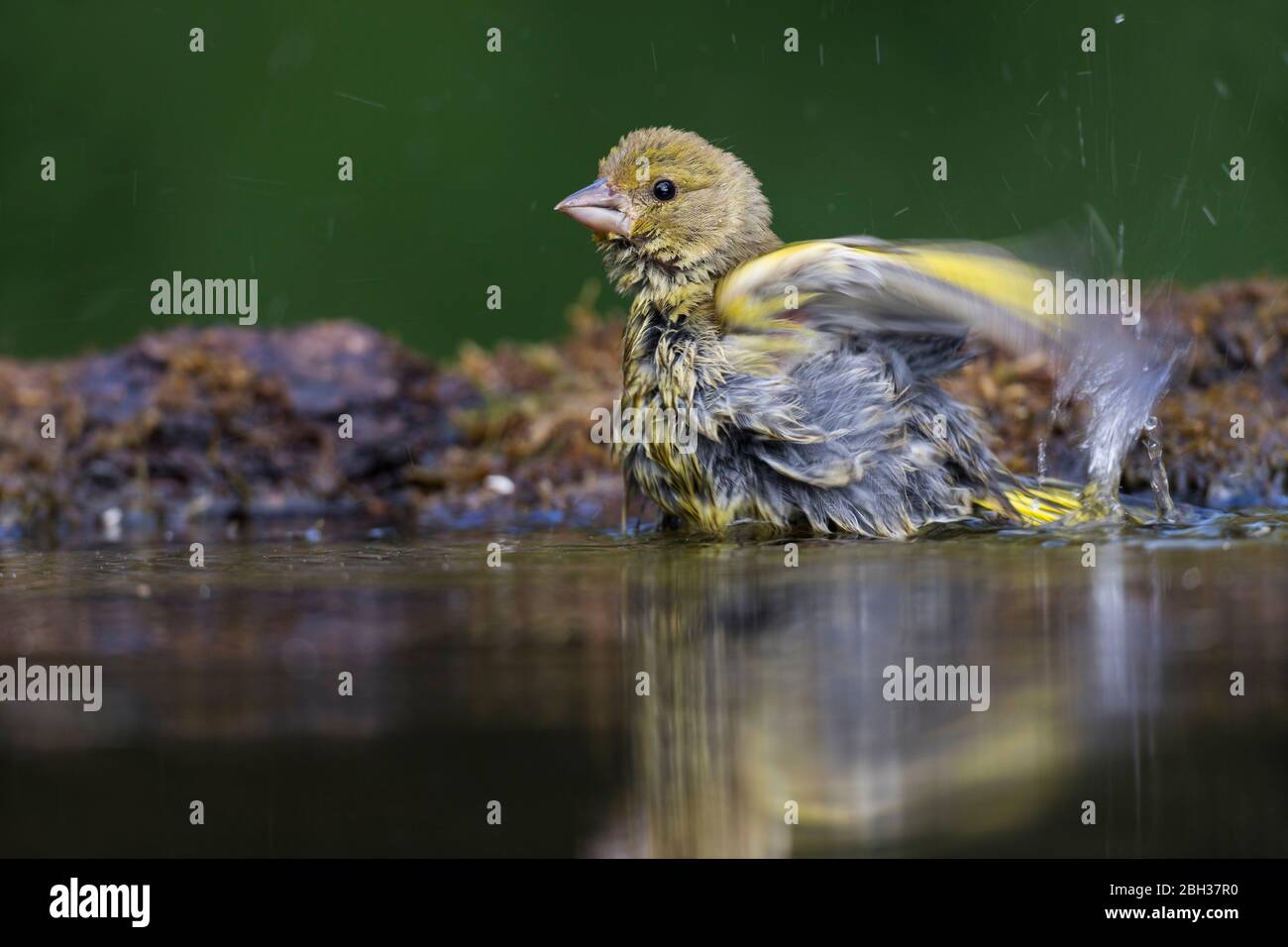 Greenfinch;  Chloris chloris; Male; Bathing; UK Stock Photo