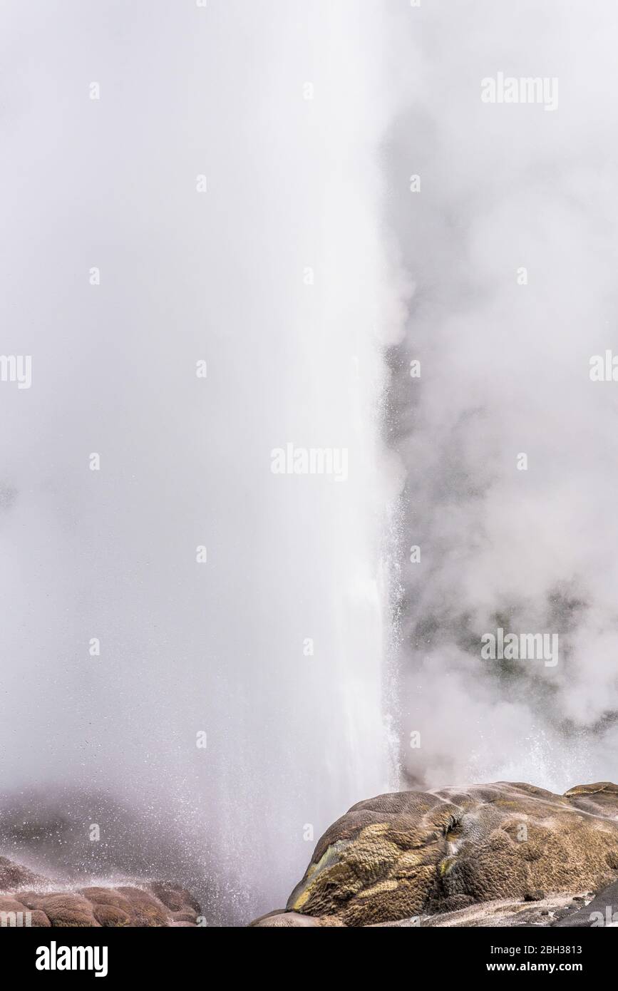 Pōhutu Geyser Exploding Pohutu geyser eruption in Te Puia, Rotorua, New Zealand Stock Photo - Alamy