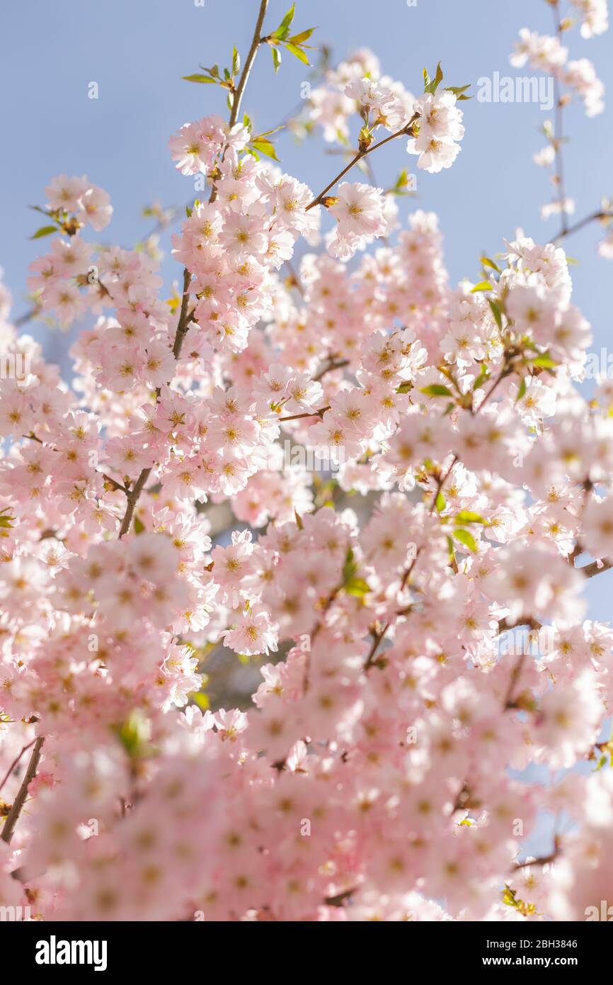 Amazing pink cherry blossoms on the Sakura tree in a blue sky ...