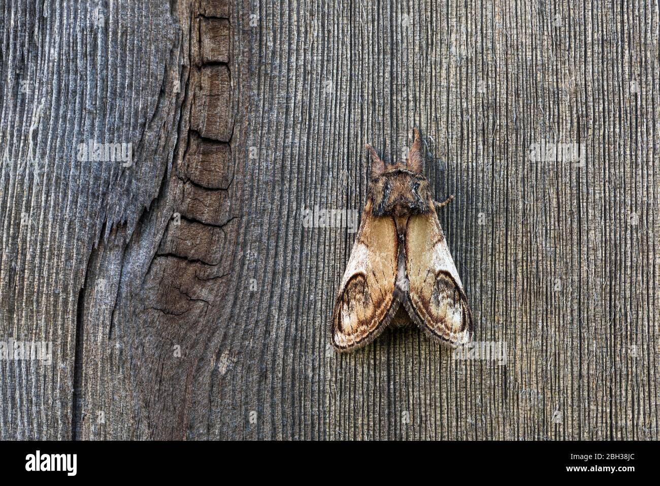 Pebble Prominent Moth; Notodonta ziczac; on Wood; UK Stock Photo