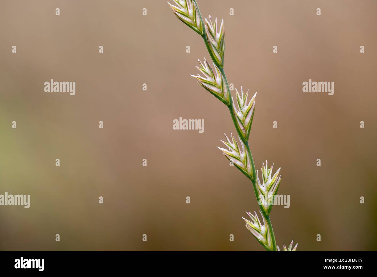 Perrenial Ryegrass; Lolium perenne; Seeds; UK Stock Photo