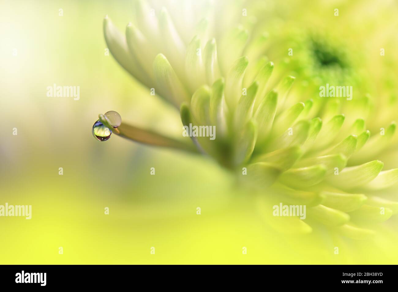 Beautiful Nature Background.Floral Art Design.Abstract Macro Photography.Chrysanthemum Daisy Flower.Golden Background.Creative Artistic Wallpaper.Spa. Stock Photo
