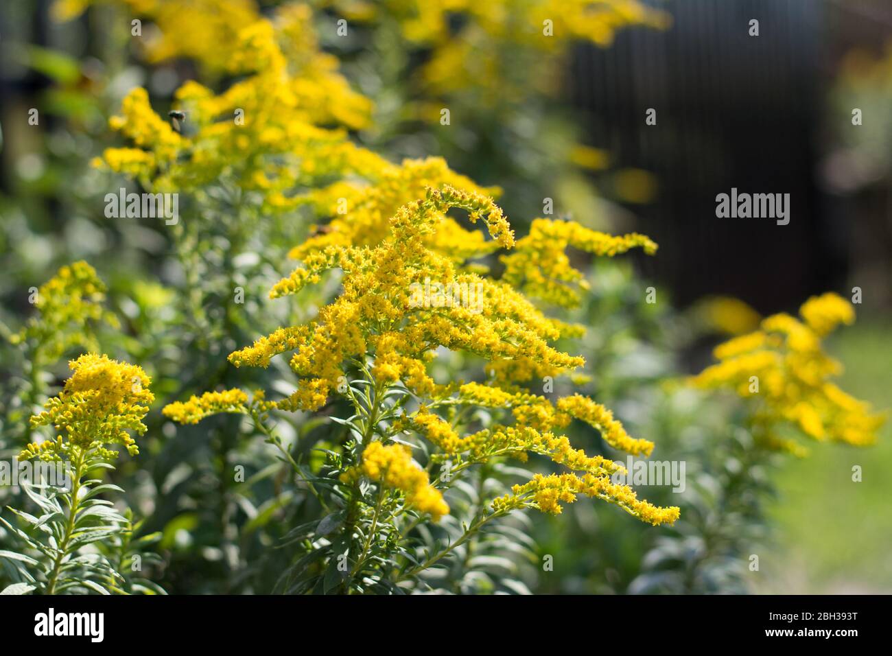 A clump of golden rod in yellow blossom Stock Photo