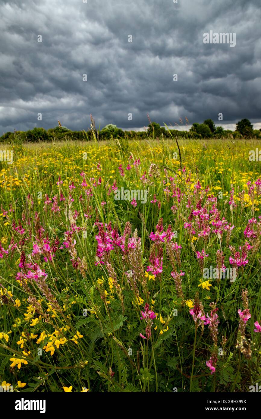 Winterbourne Down RSPB; Meadow; Salisbury Plain; UK Stock Photo