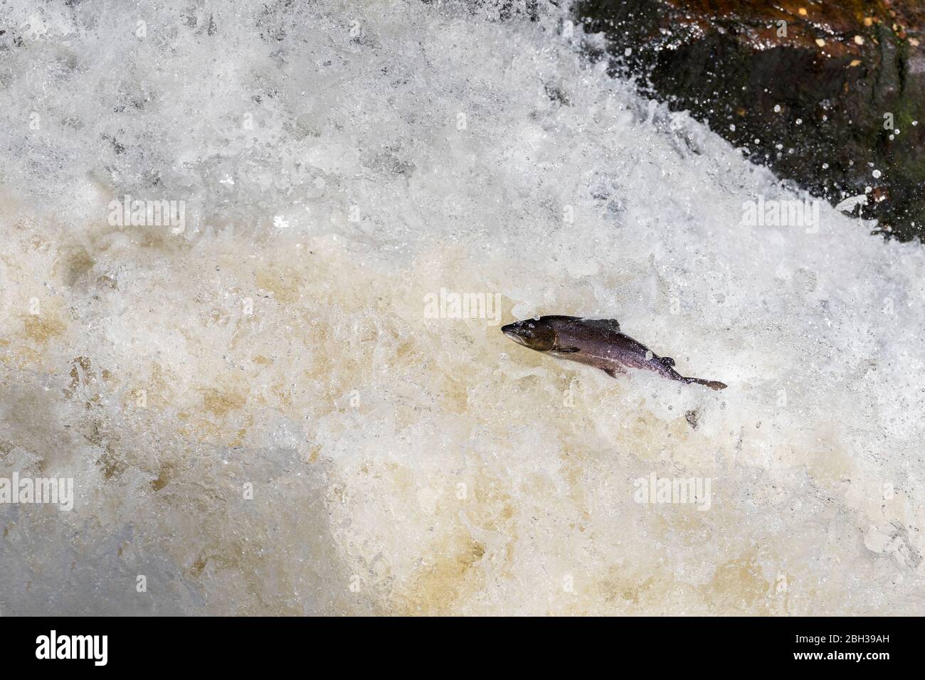 Salmon; Salmo salar; Leaping; Falls of Shin; Scotland; UK Stock Photo Alamy