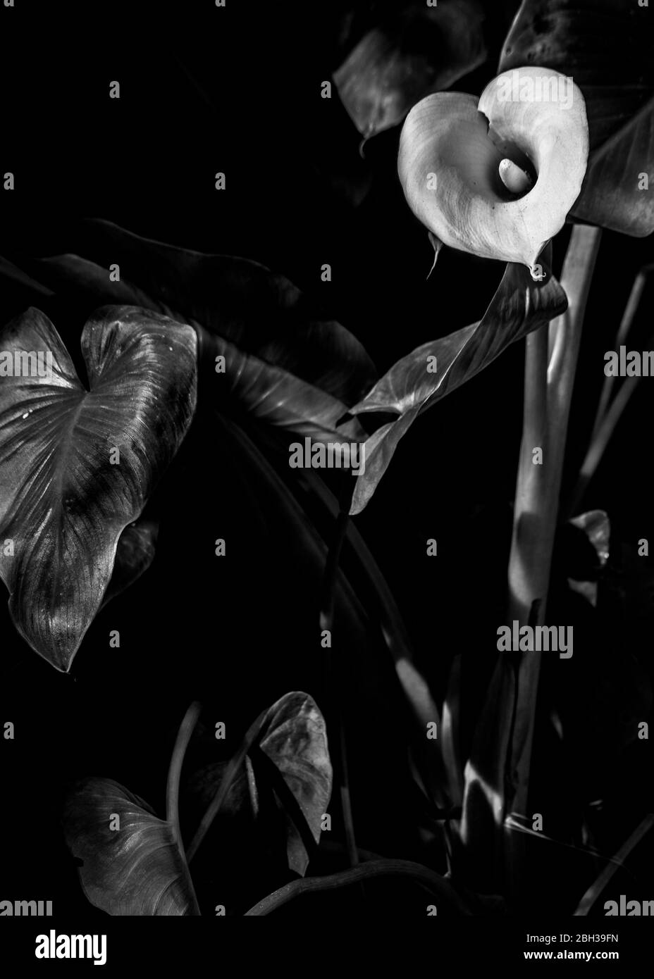 Calla Lily,Zantedeschia aethiopica, water lily Stock Photo Alamy