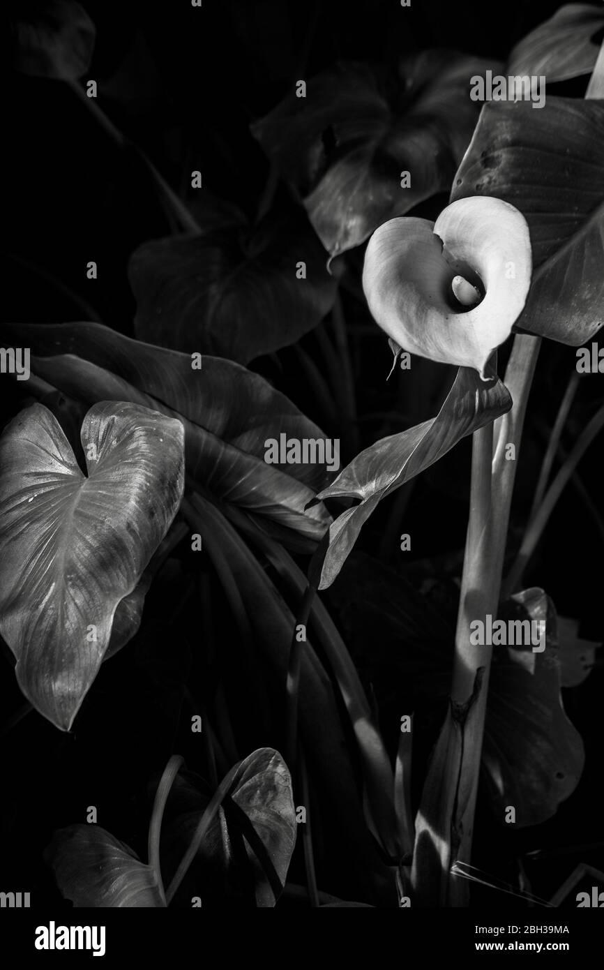 Calla Lily,Zantedeschia aethiopica, water lily Stock Photo Alamy