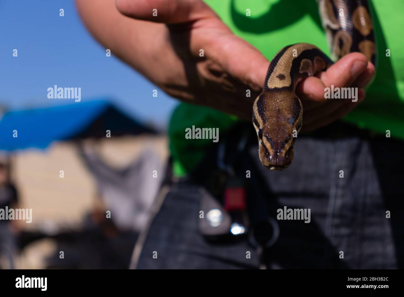 Man is holding small baby ball python that is crawling towards the camera. The snake is his pet. Stock Photo
