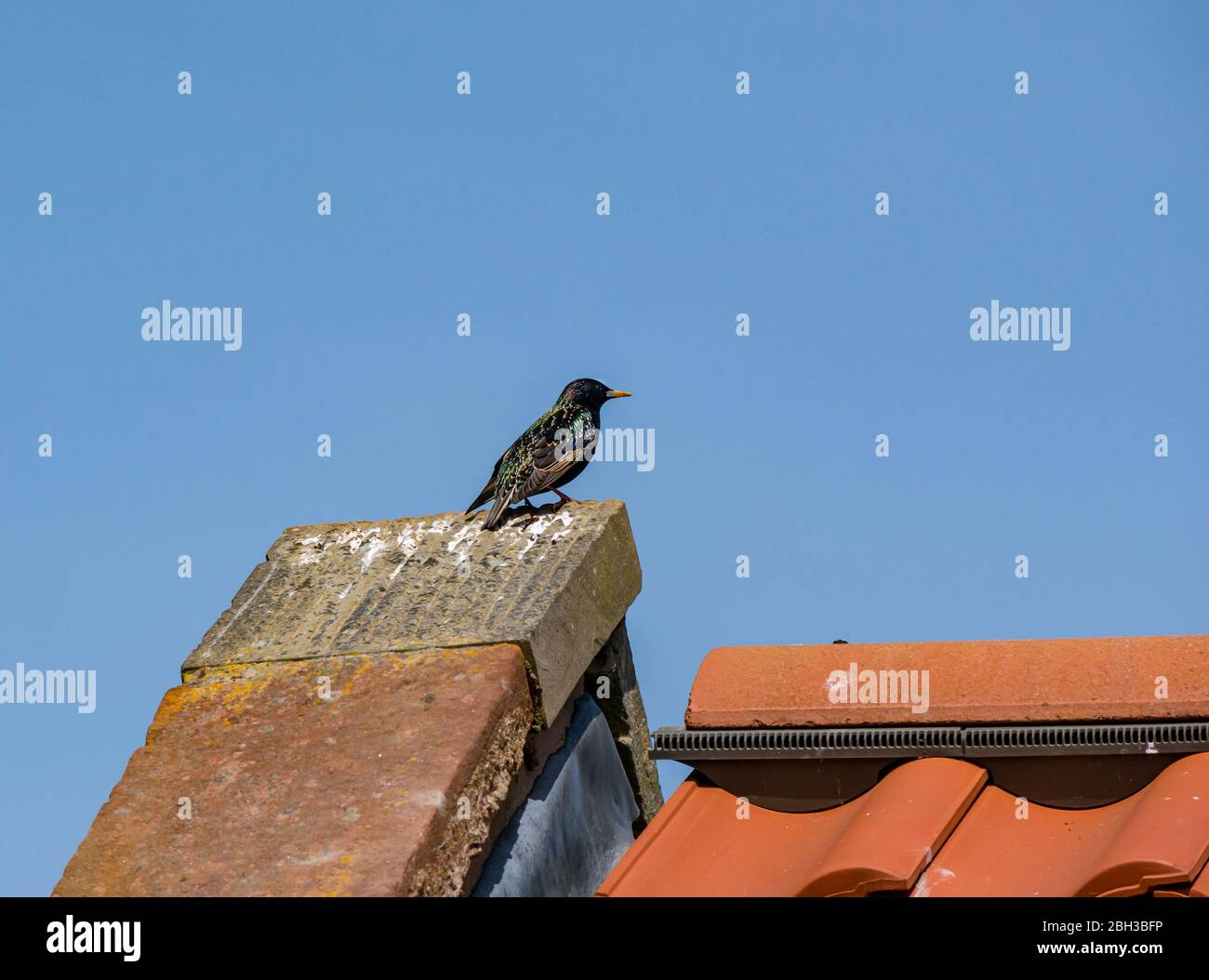 A glossy male European starling, Sturnus vulgaris, perched on a gable roof on sunny day with clear blue sky, East Lothian, Scotland, UK Stock Photo