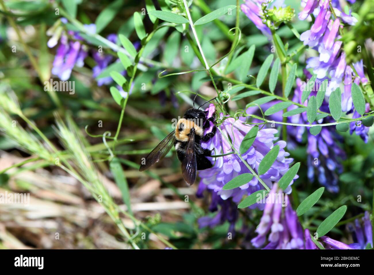 Bumblebees on hairy vetch. Stock Photo