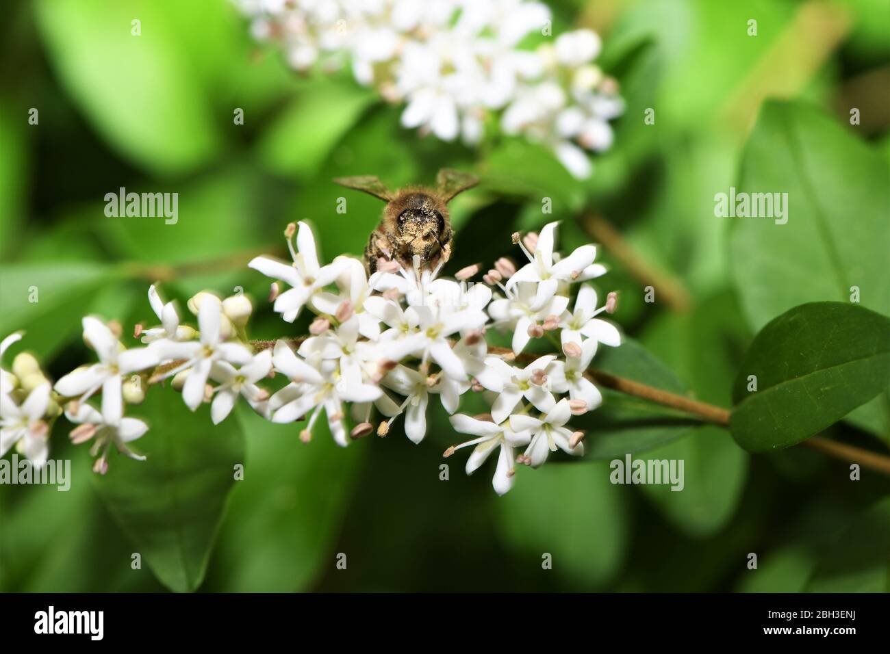 Pollen covered not filter hi-res stock photography and images - Alamy