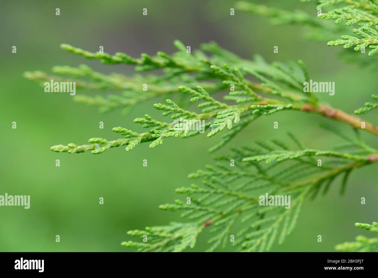 Detail of the branch of a leyland cypress. Stock Photo