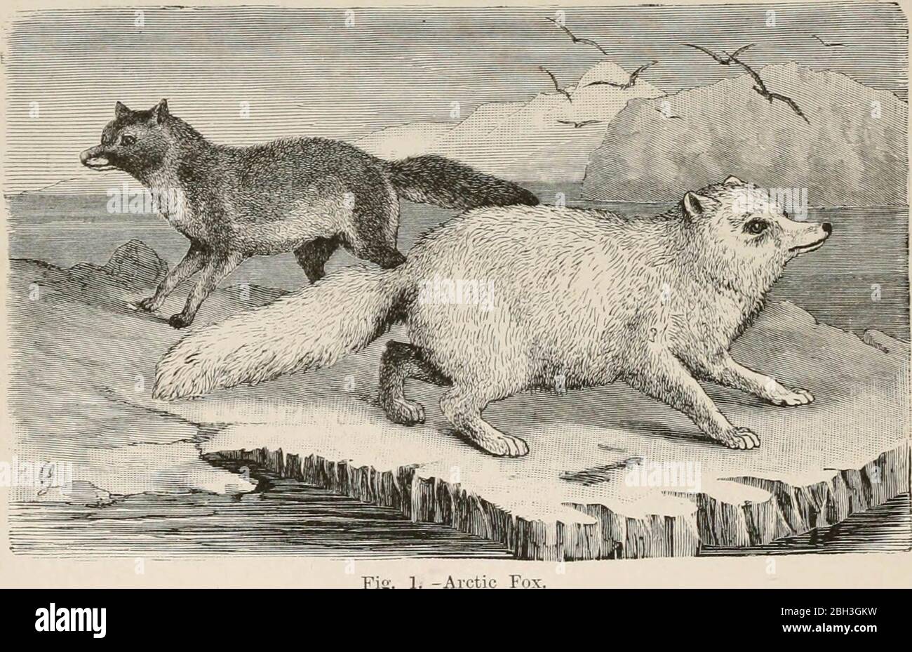 "Animal coloration; an account of the principal facts and theories