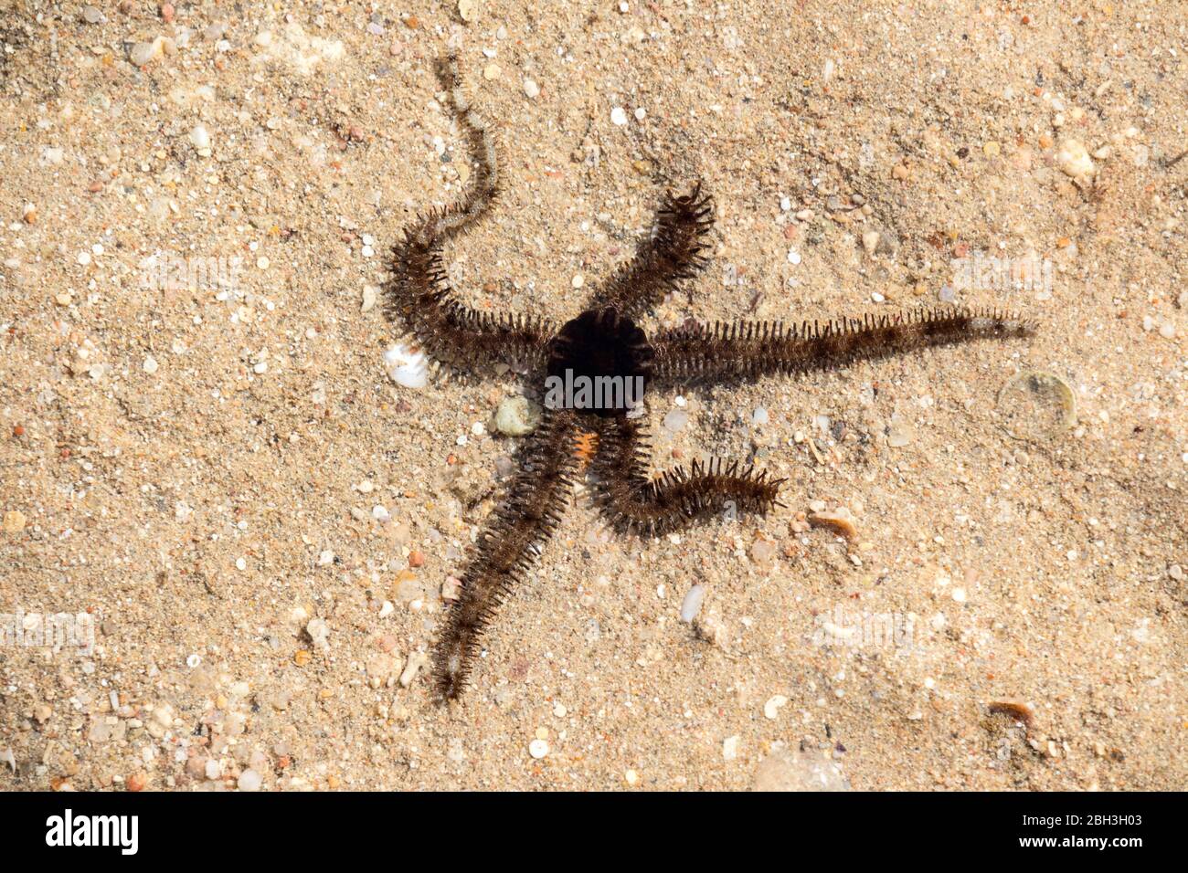 Starfish Stock Photo