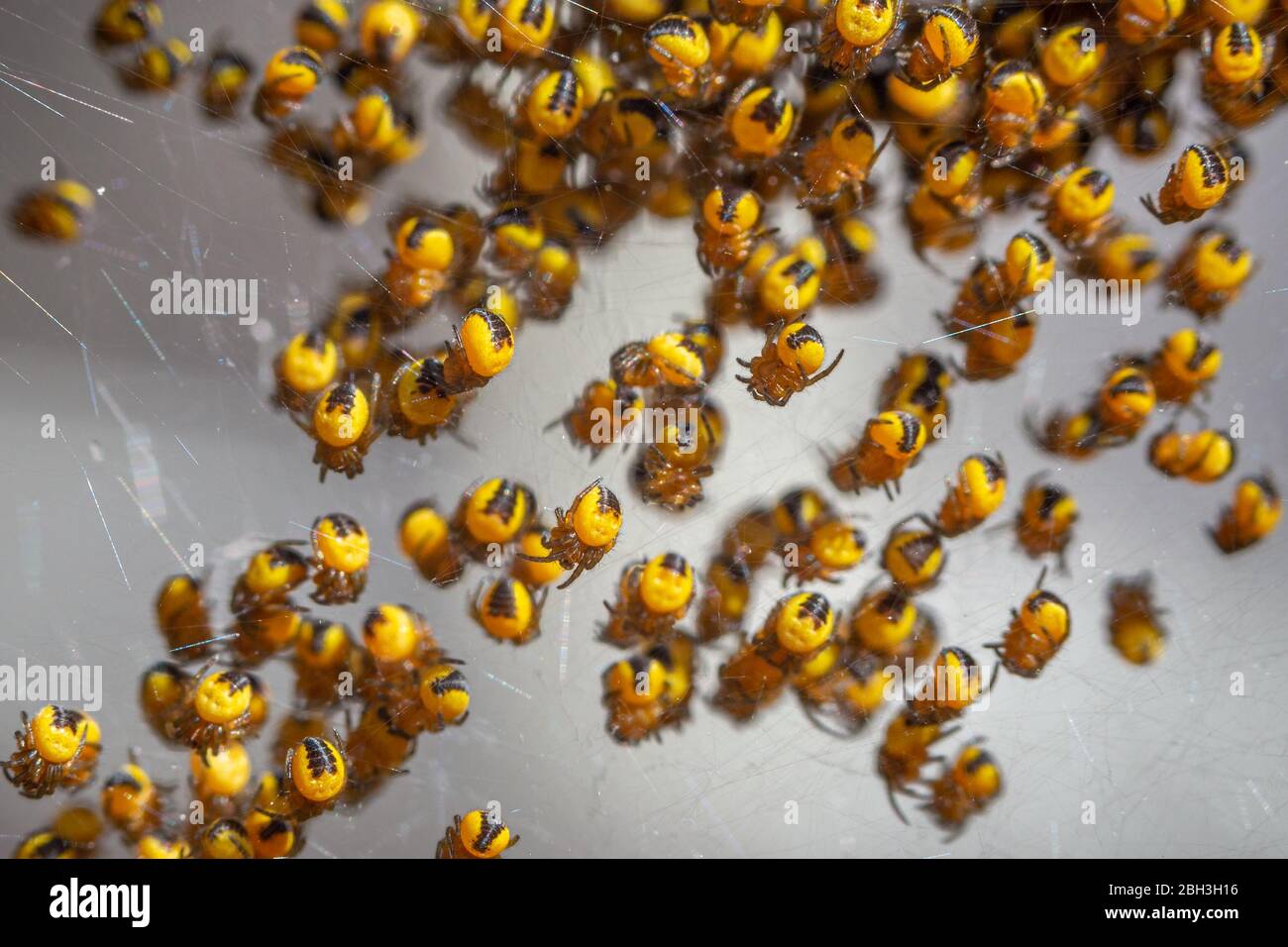 Newly hatched baby Araneus diadematus garden spiders Stock Photo
