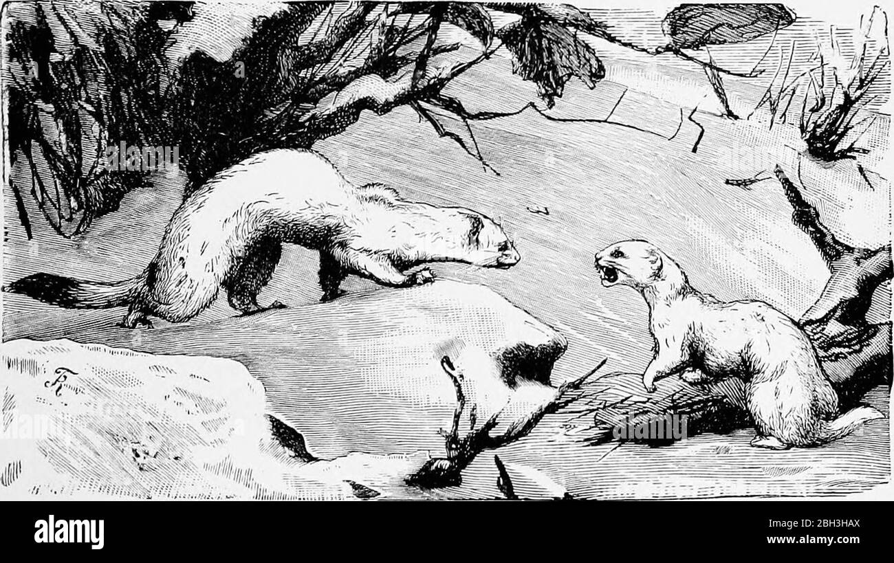 "Animal coloration; an account of the principal facts and theories