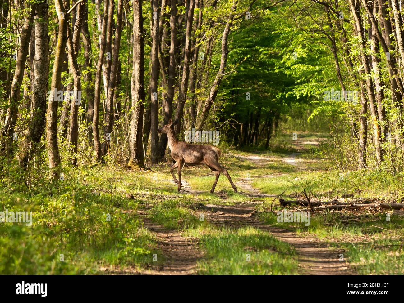 Deers in spring forest Stock Photo