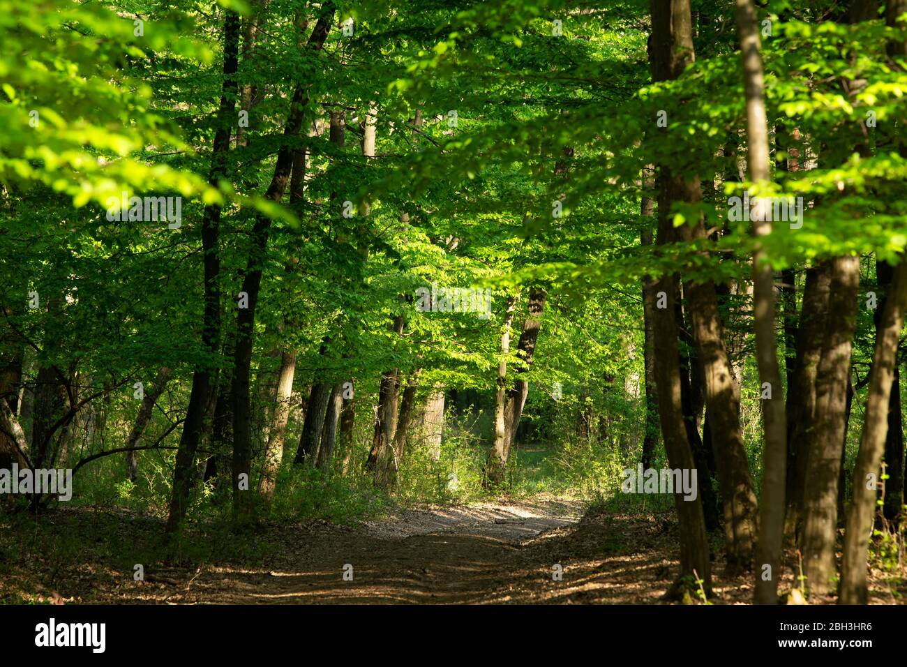 Green forest in spring time Stock Photo