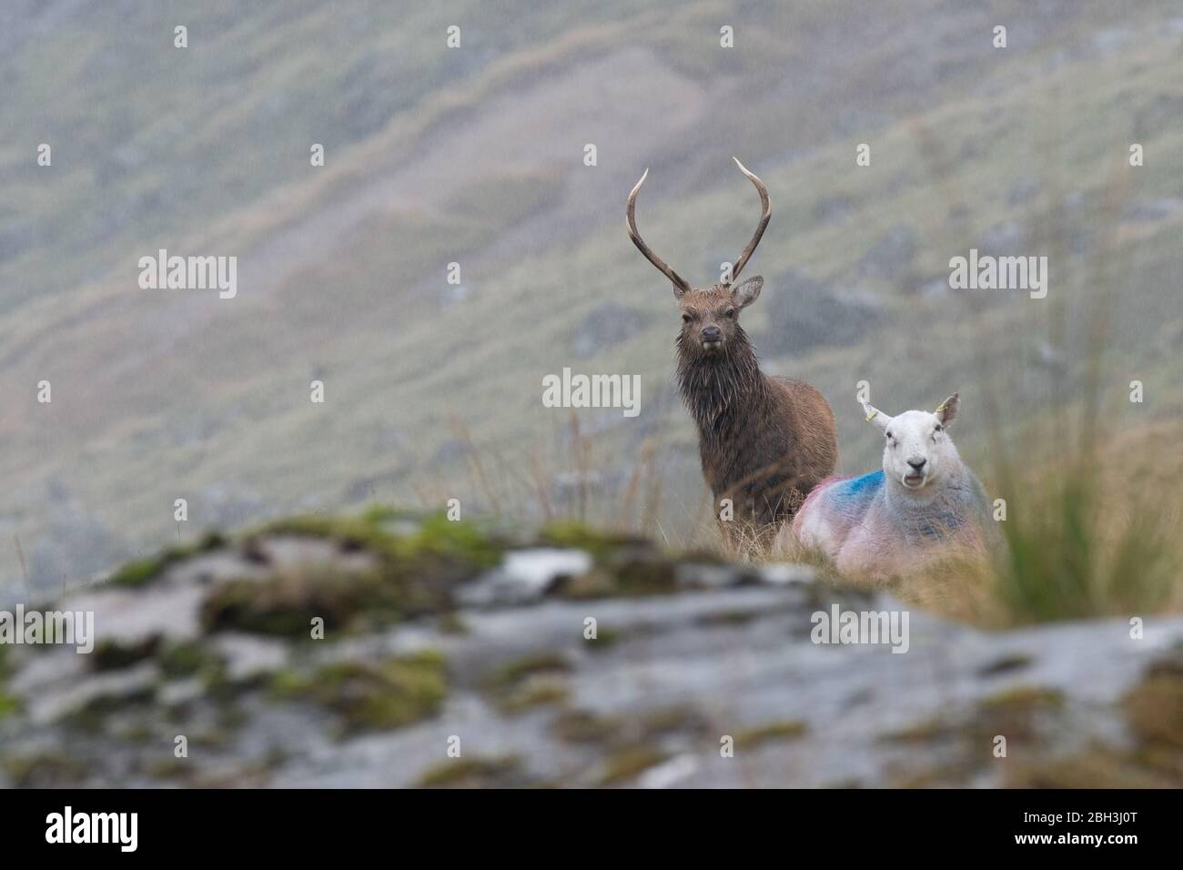 Young sika stag and upland sheep compete for grazing in the Wicklow Mountains National Park in Ireland on a drizzling autumn day Stock Photo