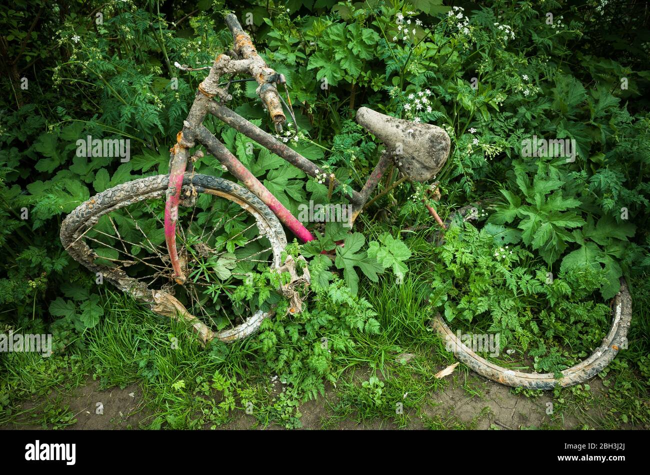 Abandoned broken old mountain bike overgrown with foliage . Stock Photo