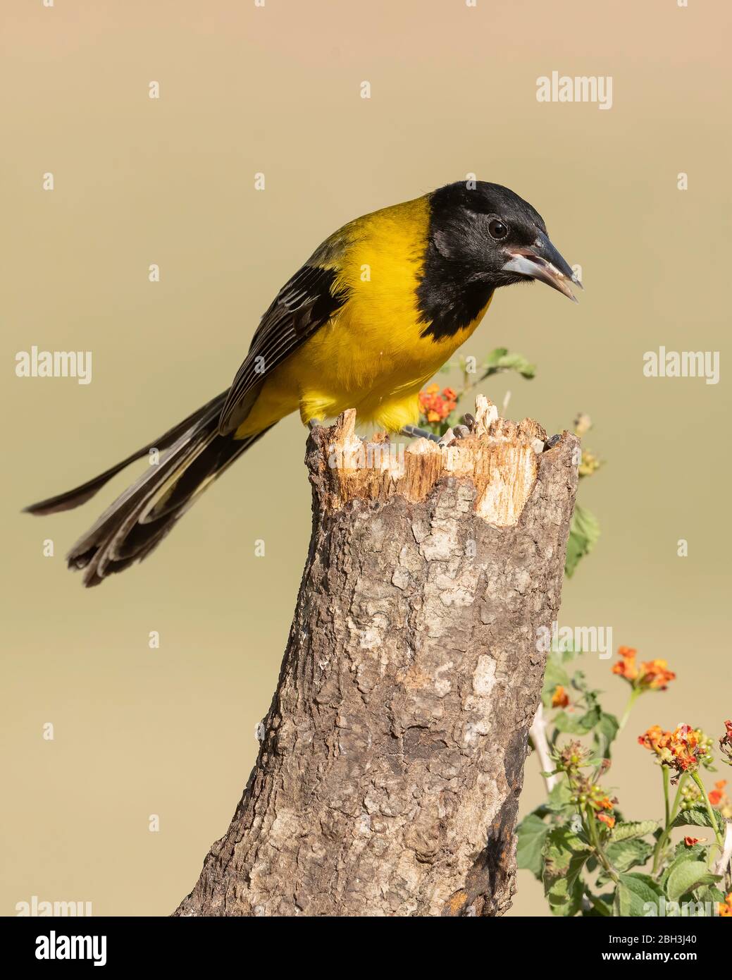 Audubon's Oriole (Icterus graduacauda) Laguna Seca Ranch, Rio Grande Valley, Texas, USA Stock Photo