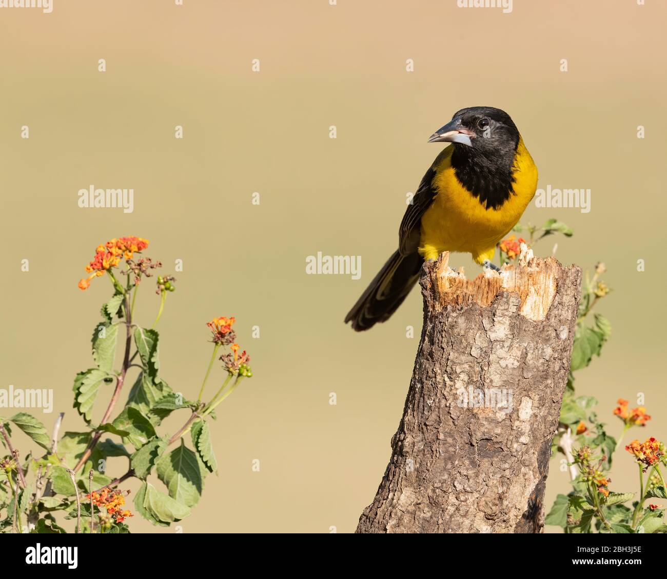 Audubon's Oriole (Icterus graduacauda) Laguna Seca Ranch, Rio Grande Valley, Texas, USA Stock Photo