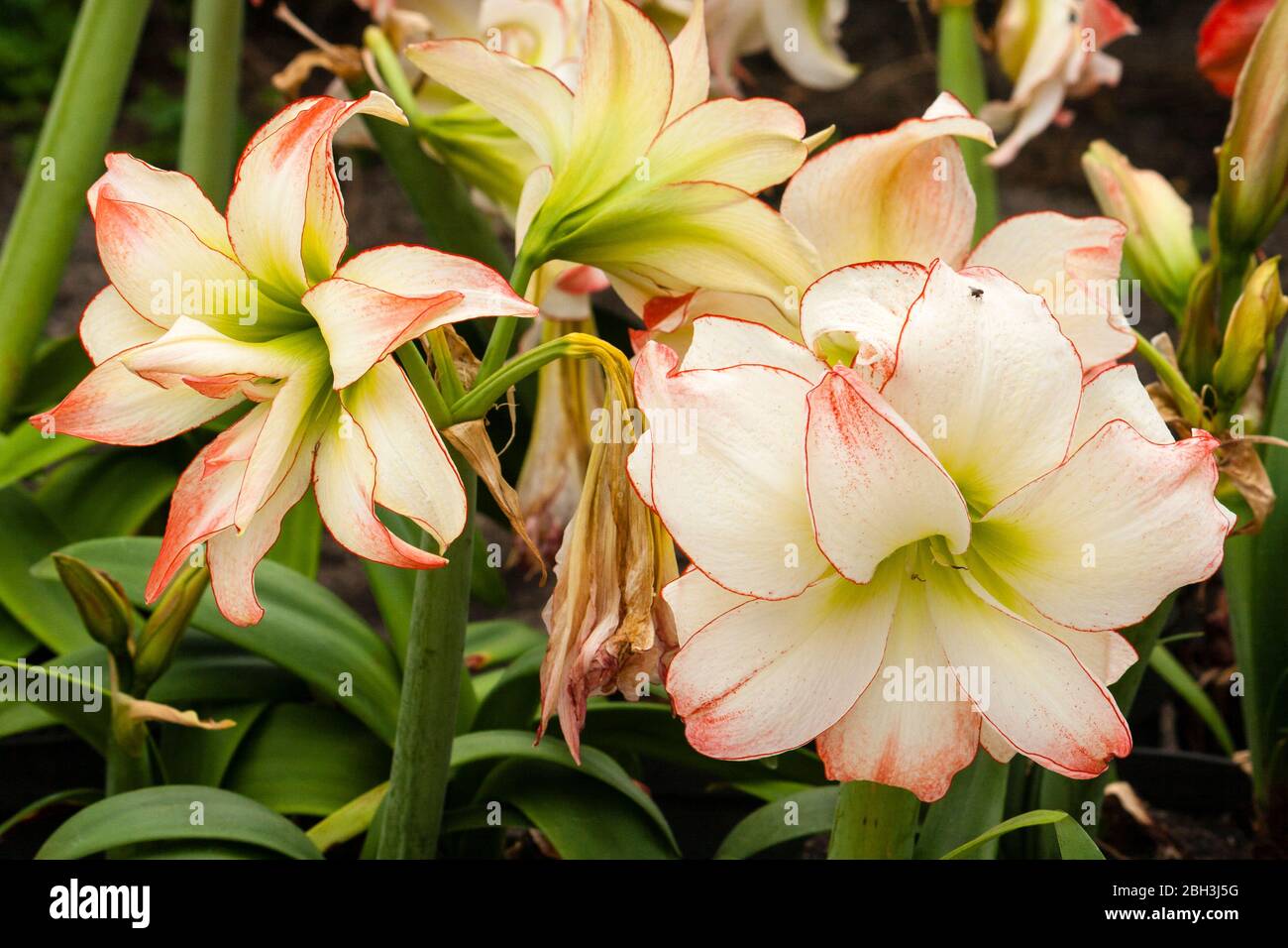 Picotee red edges and red shading on white petals of the florist's Amaryllis, Hippeastrum 'Harlequin' Stock Photo
