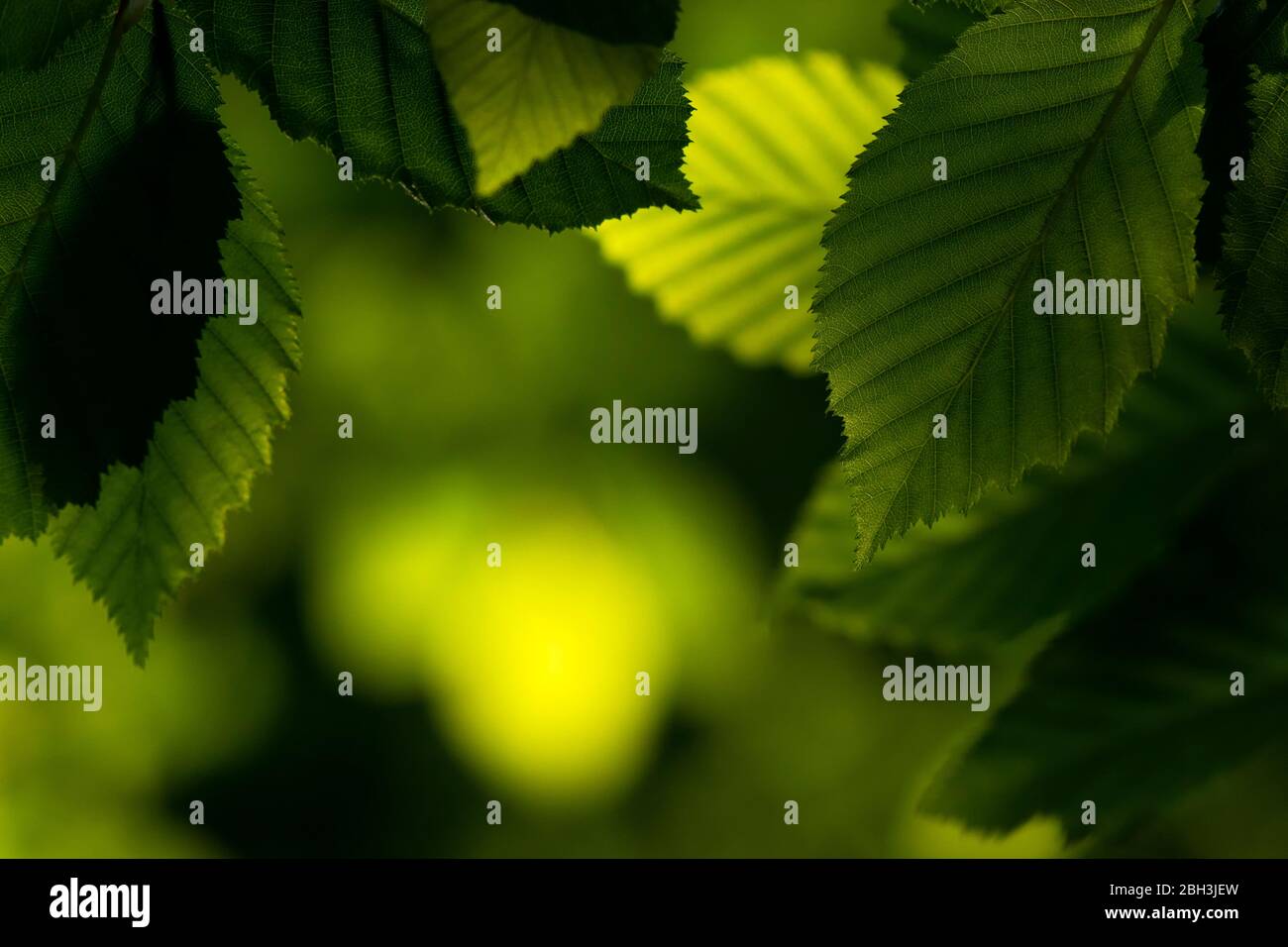 New green leaves in springtime Stock Photo