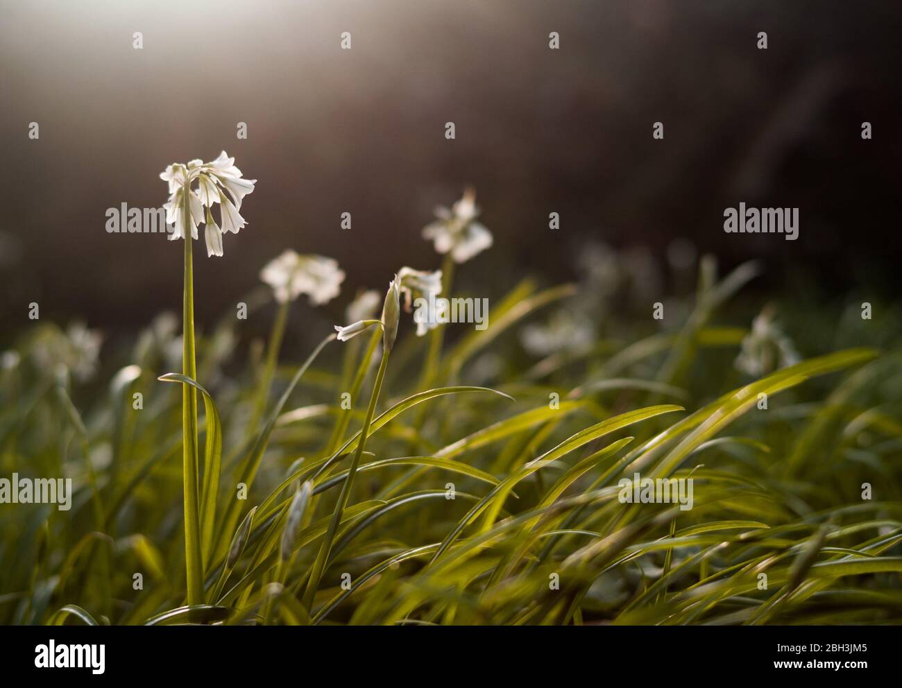 Selective focus on White bluebell flowers in bloom during Spring time, sunset light Stock Photo