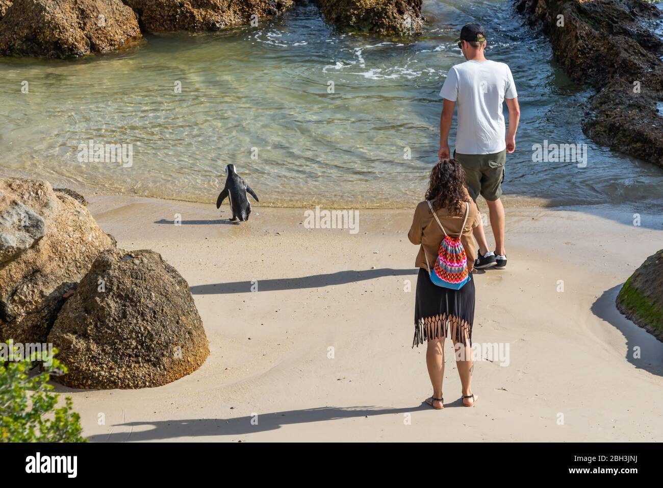 A couple , back view,  beside African Penguin or Jackass Penguin at Boulders Beach, Simonstown, South Africa make pictures of a penguin which going sw Stock Photo
