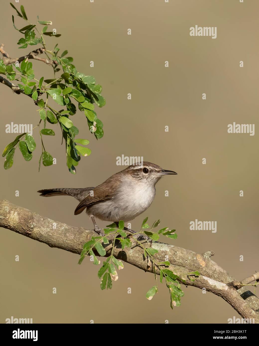 Bewick's Wren (Thryomanes bewickii), Laguna Seca Ranch, Southern Texas Stock Photo