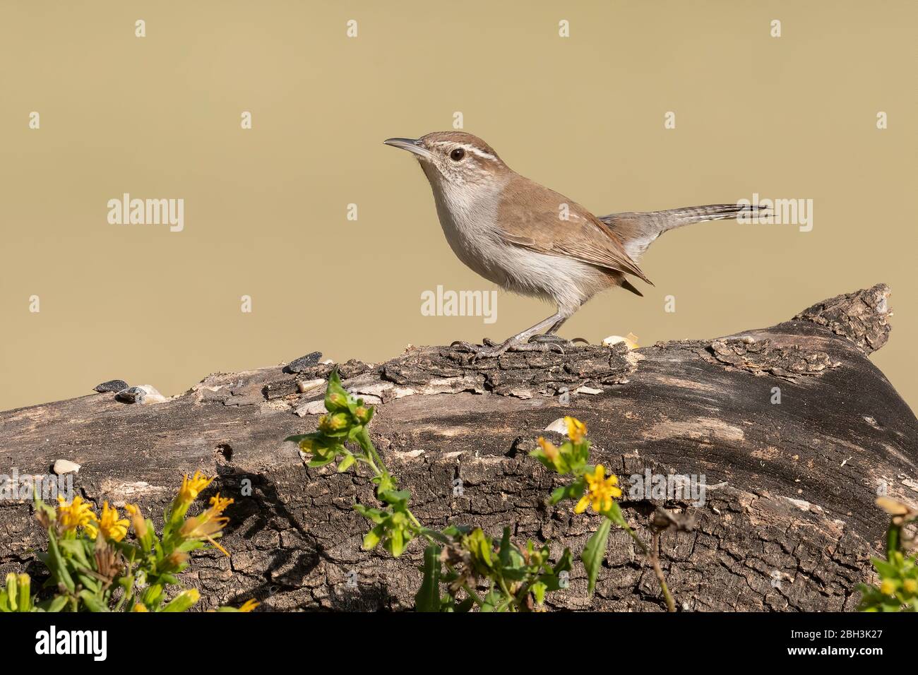 Bewick's Wren (Thryomanes bewickii), Laguna Seca Ranch, Southern Texas Stock Photo