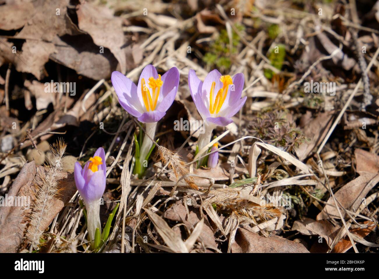 Small purple crocus blooming in early spring through dead leaves Stock Photo