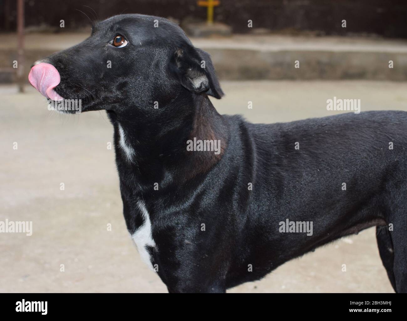 Indian black stray dog or street dog sticking its tongue out Stock Photo