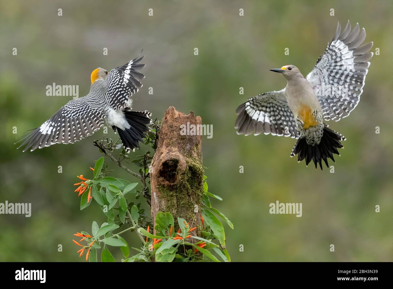 Golden-fronted Woodpecker (Melanerpes aurifrons), Alamo Texas, Rio Grande Valley, USA Stock Photo