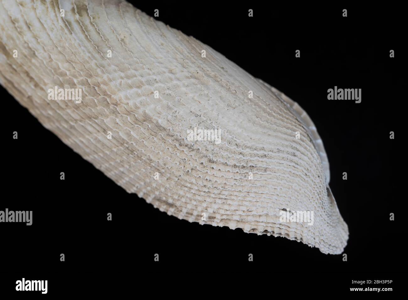 Shell of a Common Piddock (Pholas dactylus) Stock Photo