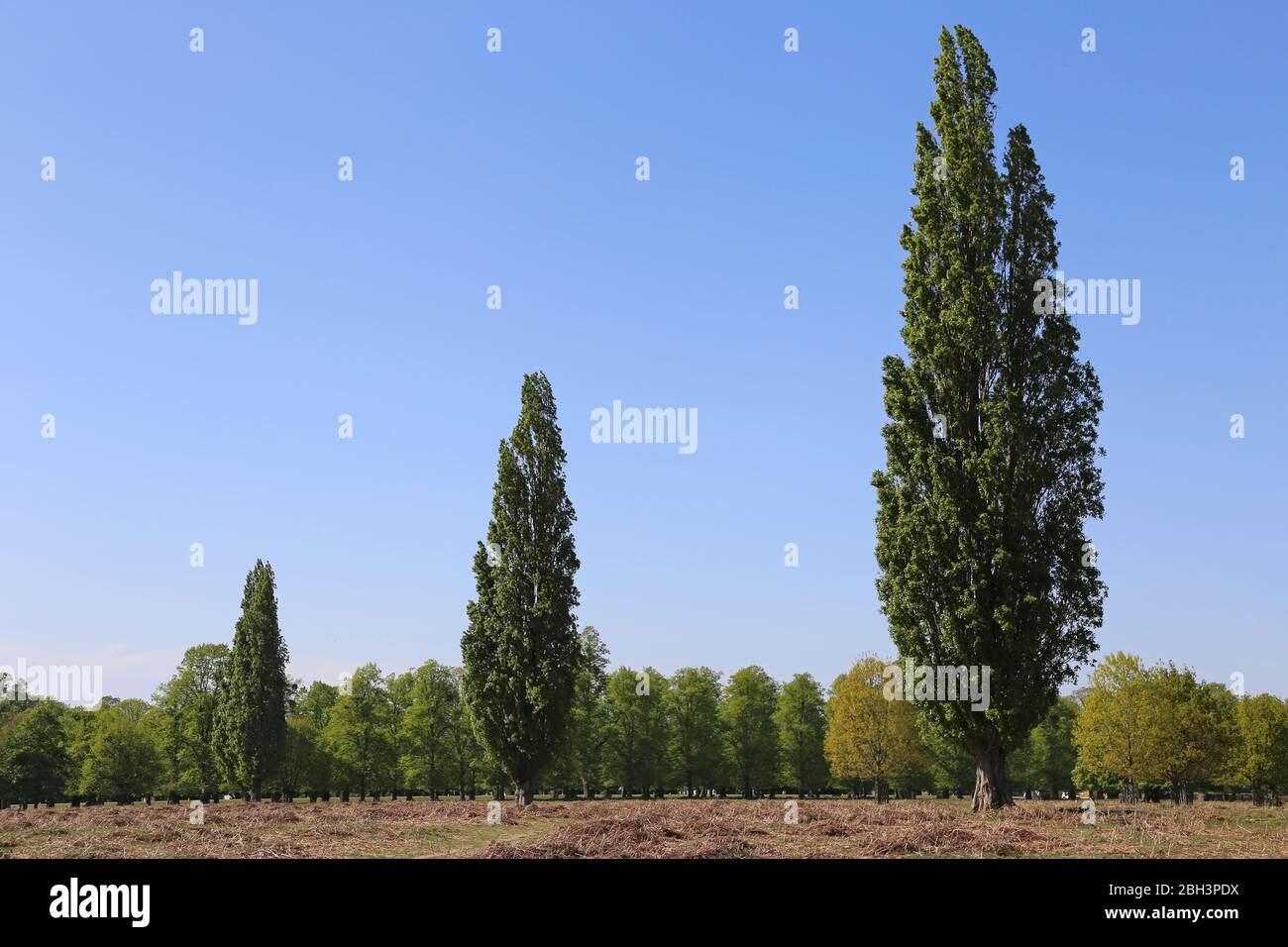 Lombardy Poplar (Populus nigra) trees, Bushy Park, Hampton Court, Greater London, England, Great