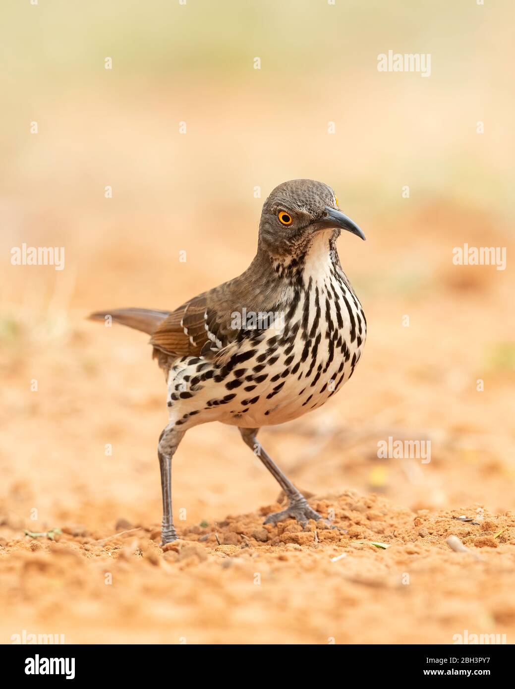 Long-billed Thrasher (Toxostoma longirostre), is a medium-sized resident songbird of South Texas and eastern Mexico Stock Photo