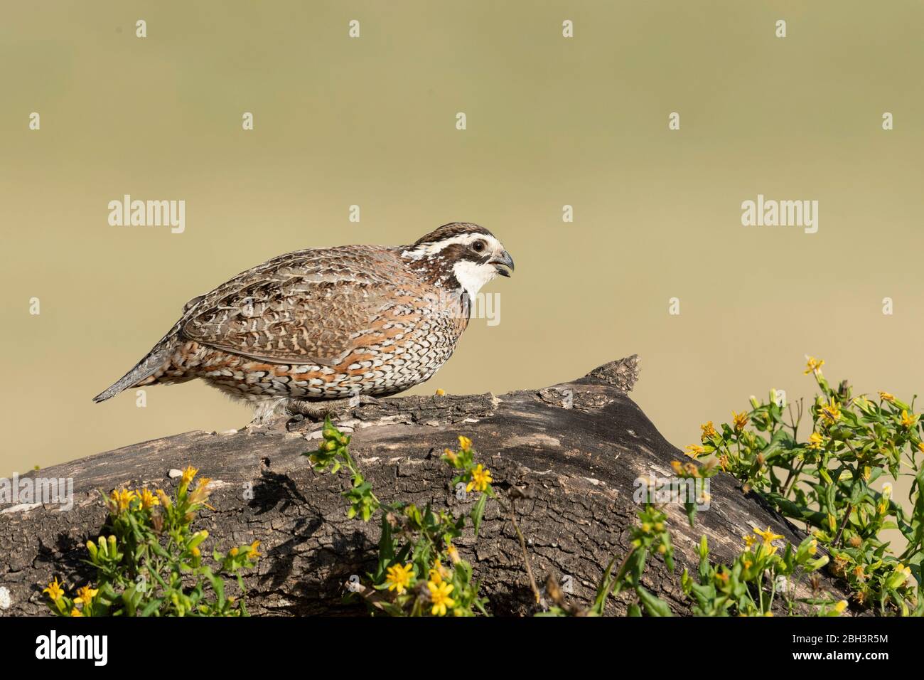 Northern Bobwhite (Colinus virginianus), Laguna Seca Ranch, Rio Grande Valley, Texas, USA Stock Photo