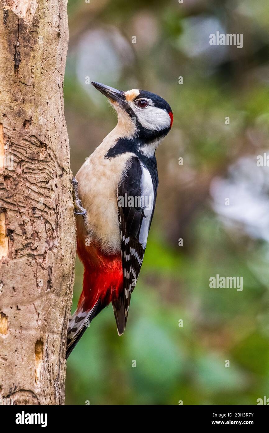 Spotted Woodpecker - Dendrocopos major Stock Photo