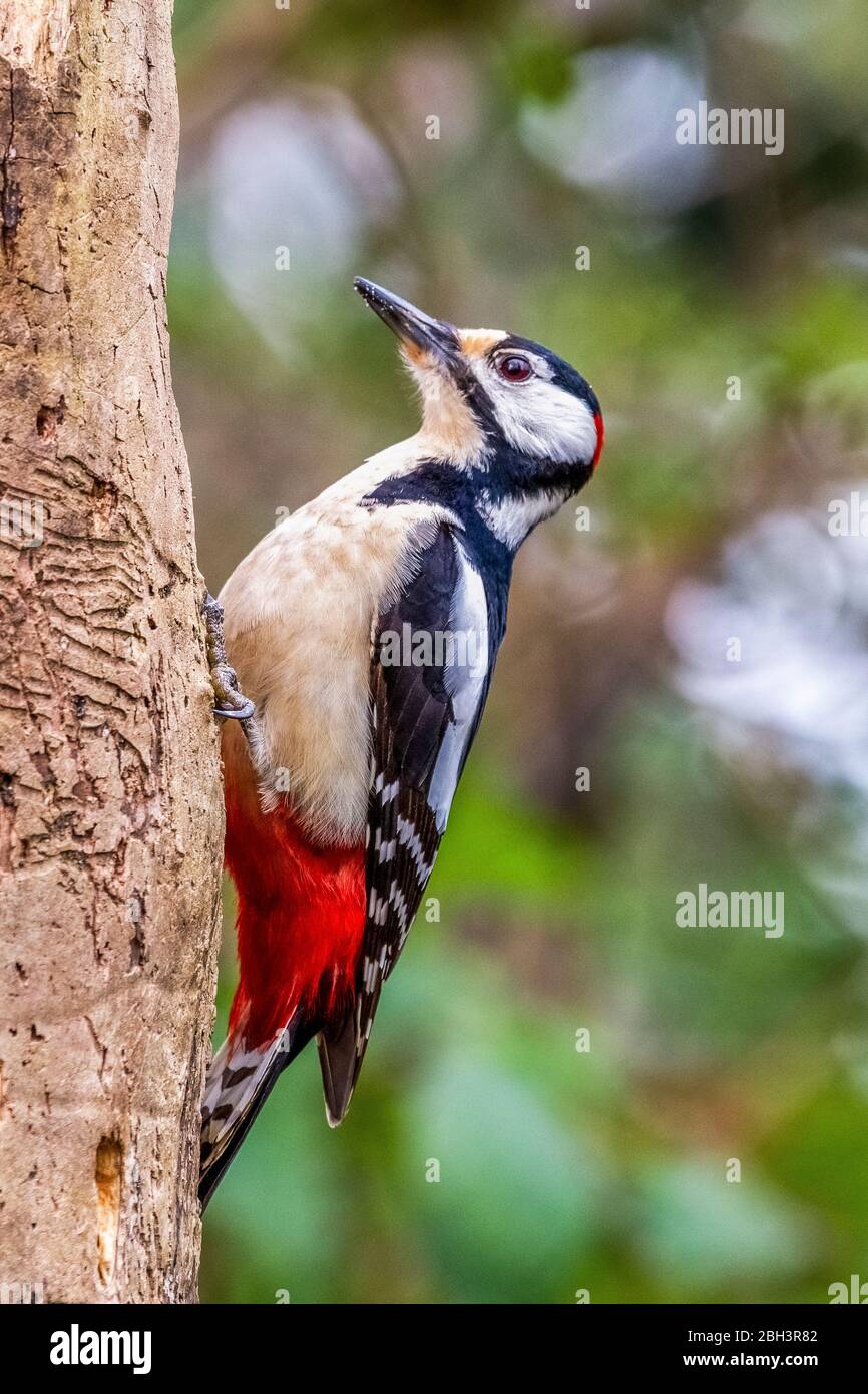 Spotted Woodpecker - Dendrocopos major Stock Photo