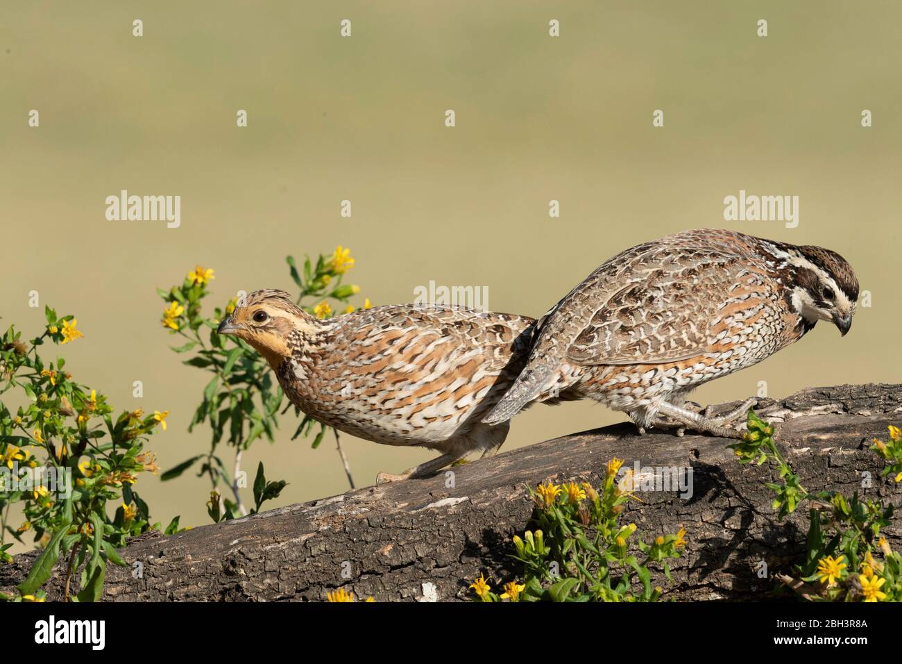 Northern Bobwhite (Colinus virginianus), Laguna Seca Ranch, Rio Grande Valley, Texas, USA Stock Photo